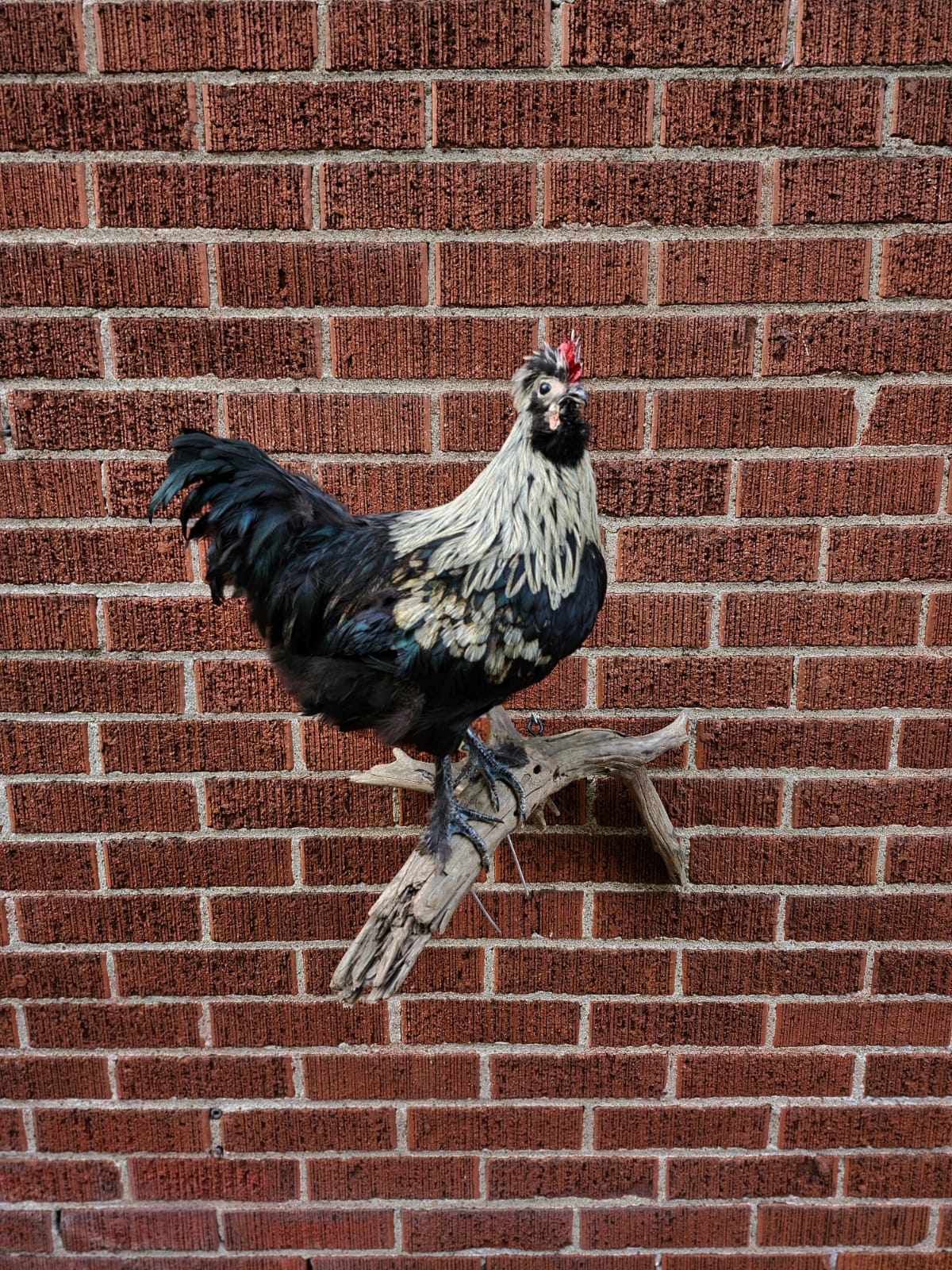 Wall mounted rooster taxidermy, chicken taxidermy