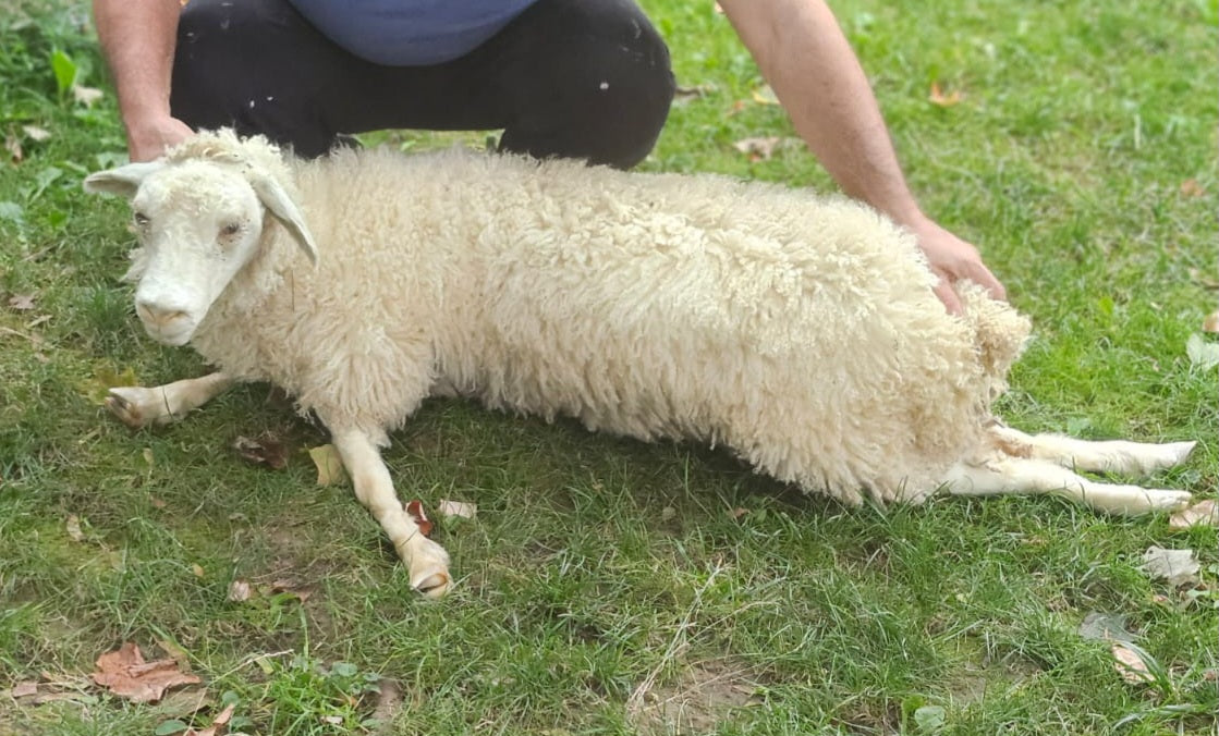 Soft mount white sheep taxidermy