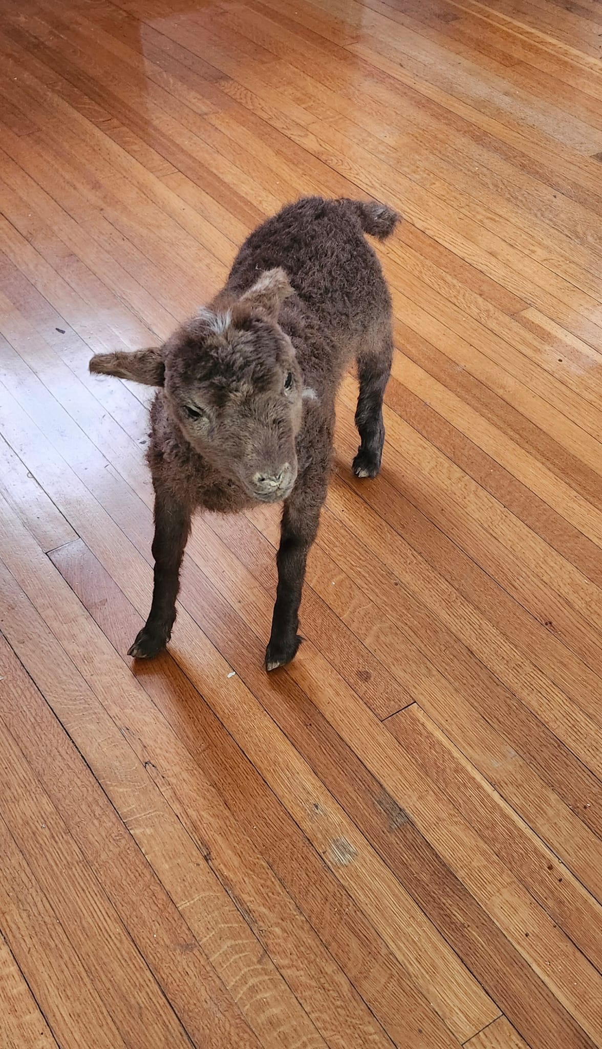 Fully posable soft mount baby lamb / goat / sheep taxidermy