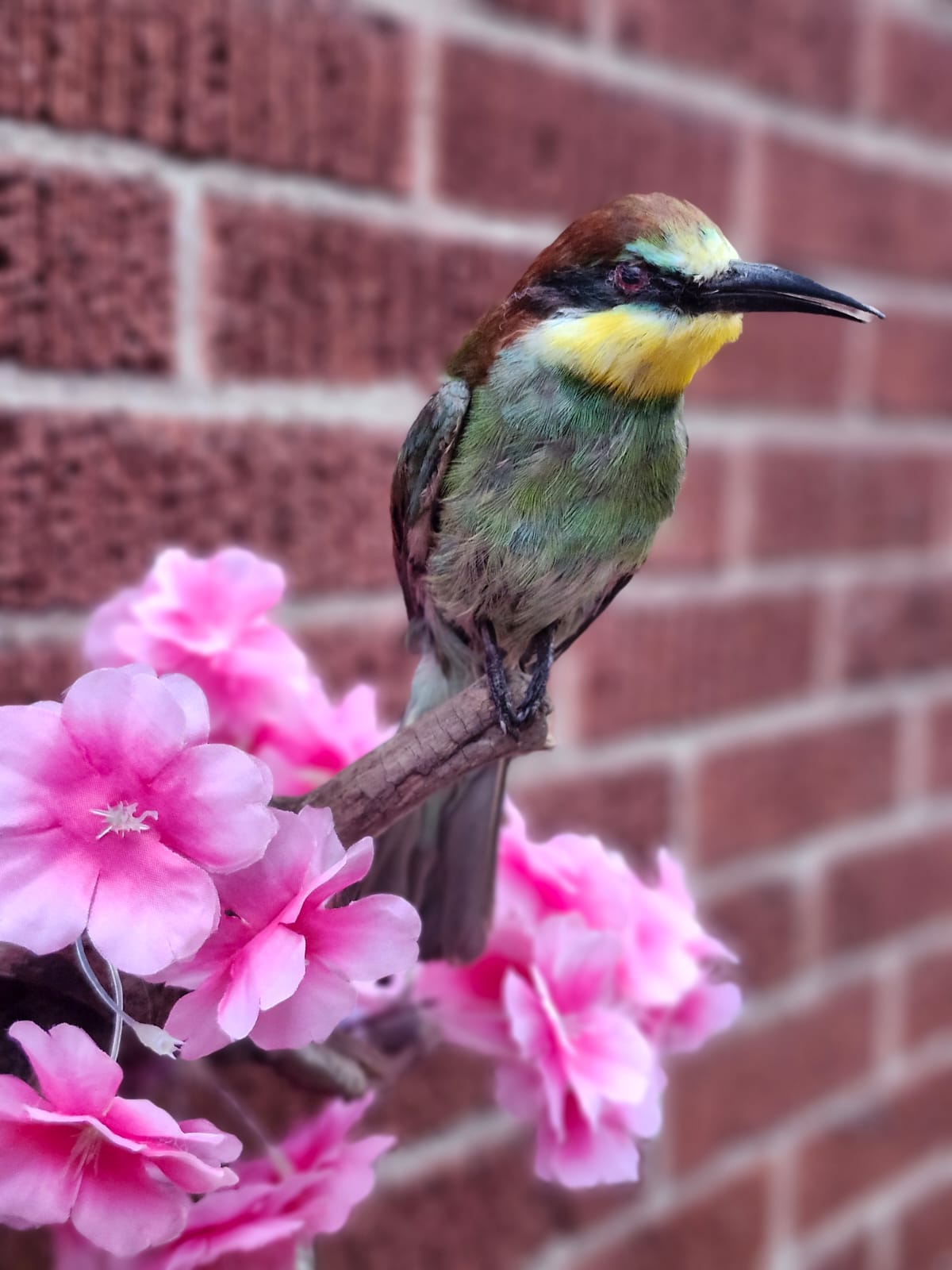 Wall mounted bee eater taxidermy