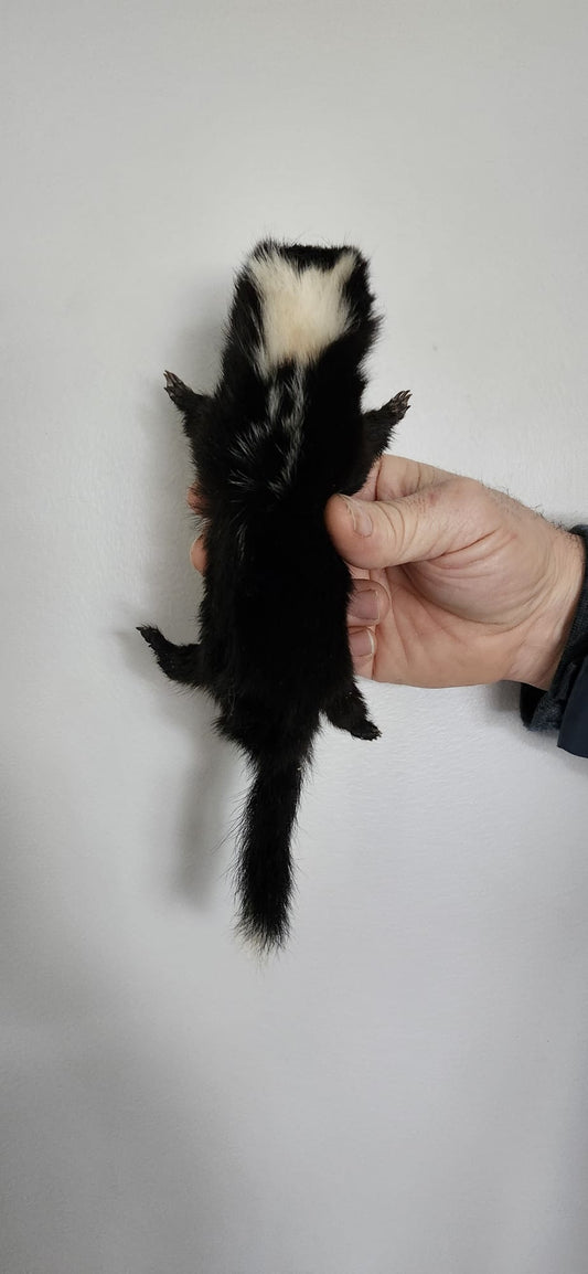 Floppy soft mount baby skunk taxidermy