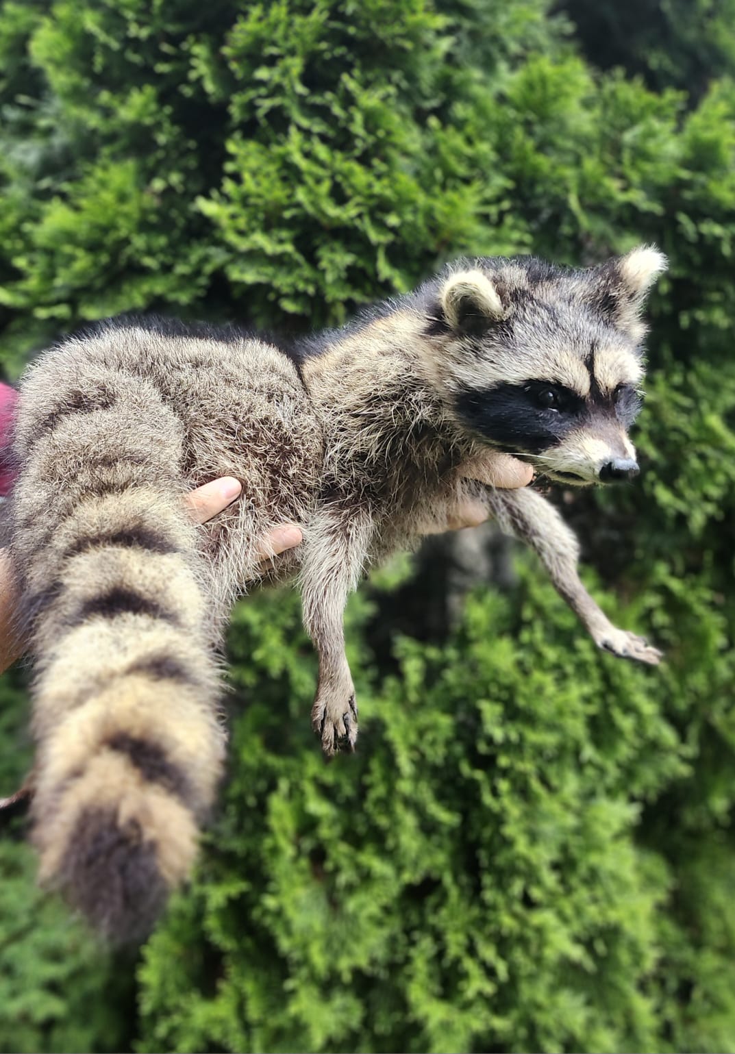 Soft mount large raccoon taxidermy
