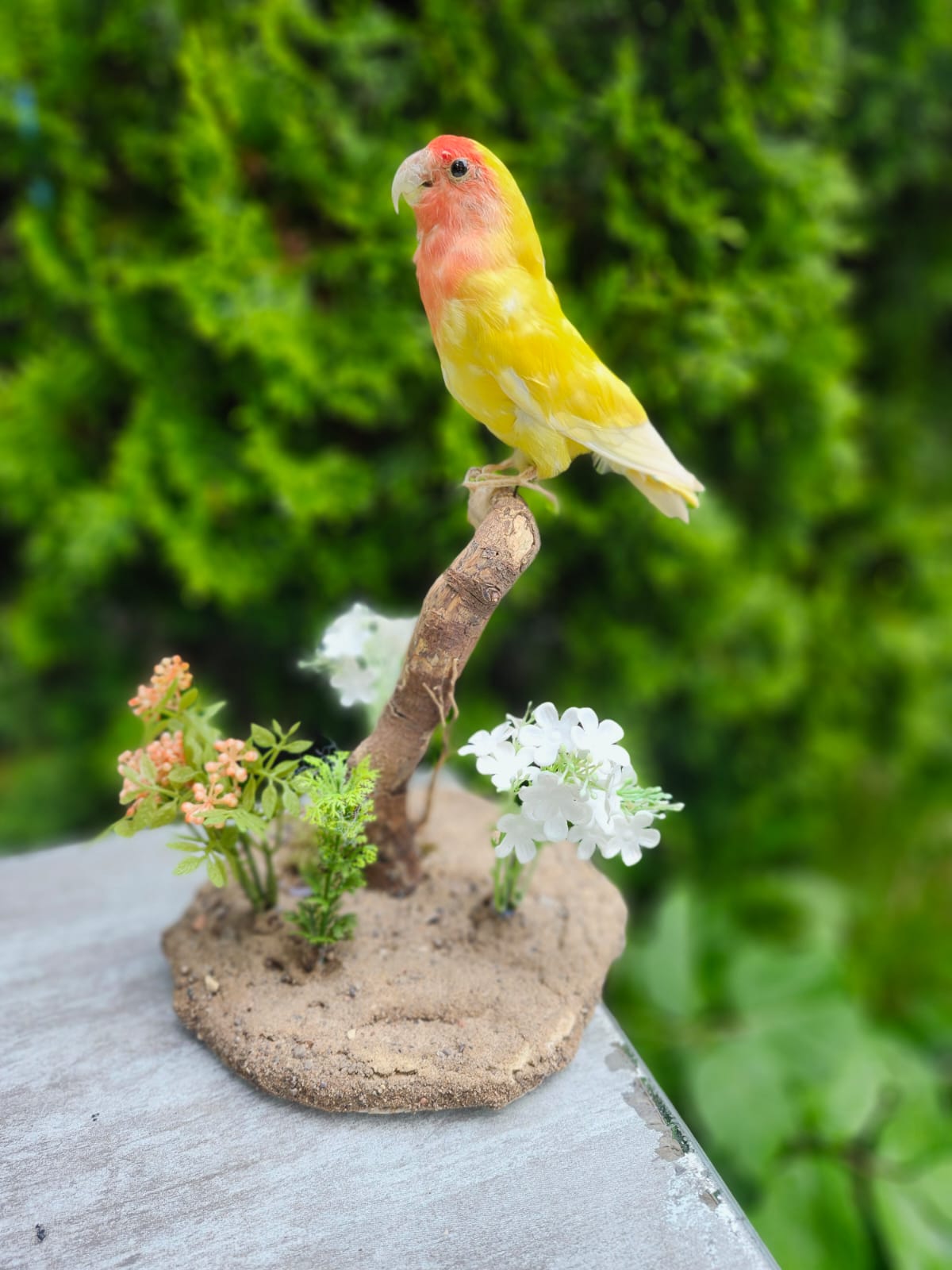 Standing love bird taxidermy