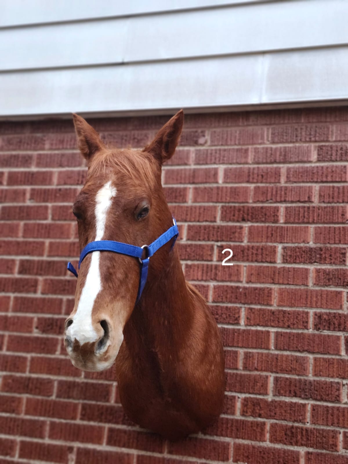 Shoulder mount horse taxidermy