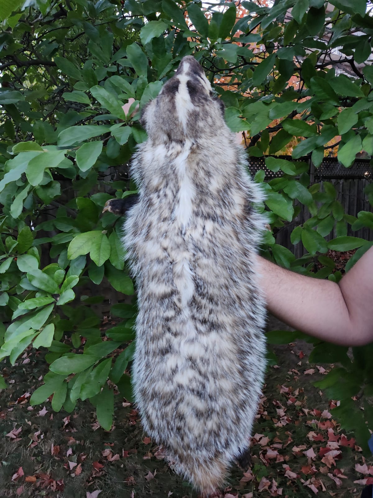 Floppy soft mount badger taxidermy