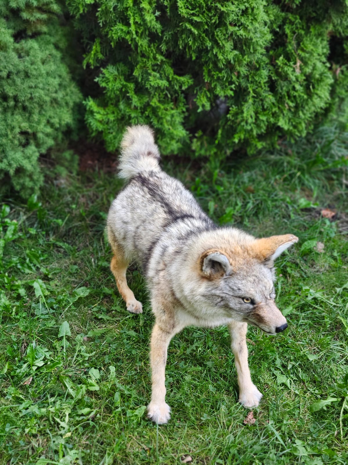 Fully posable soft mount coyote taxidermy