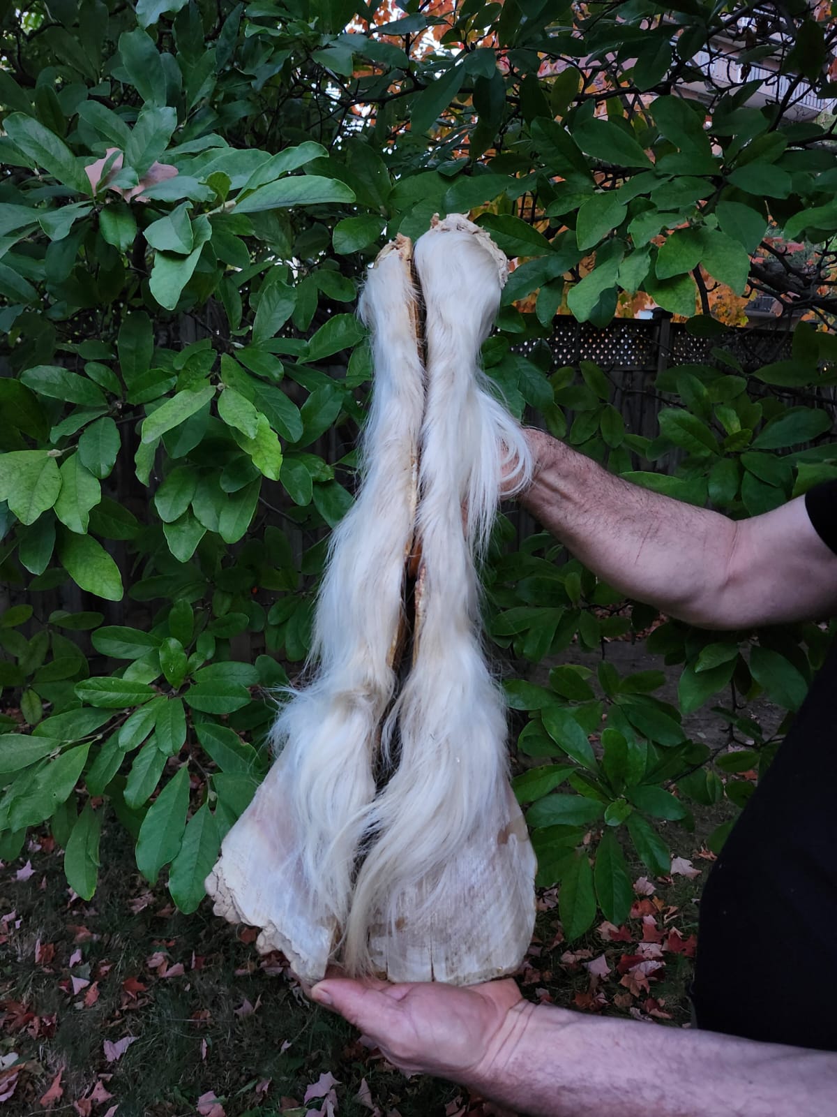 Large educational horse hoof taxidermy