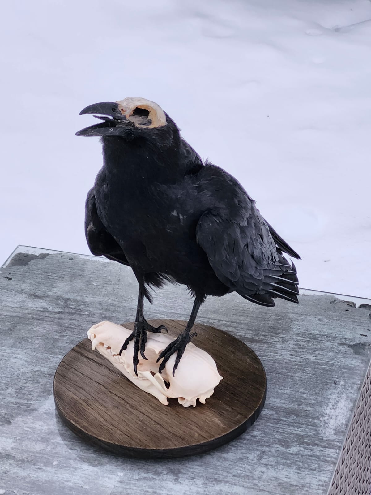 Standing carrion crow taxidermy on a fox skull