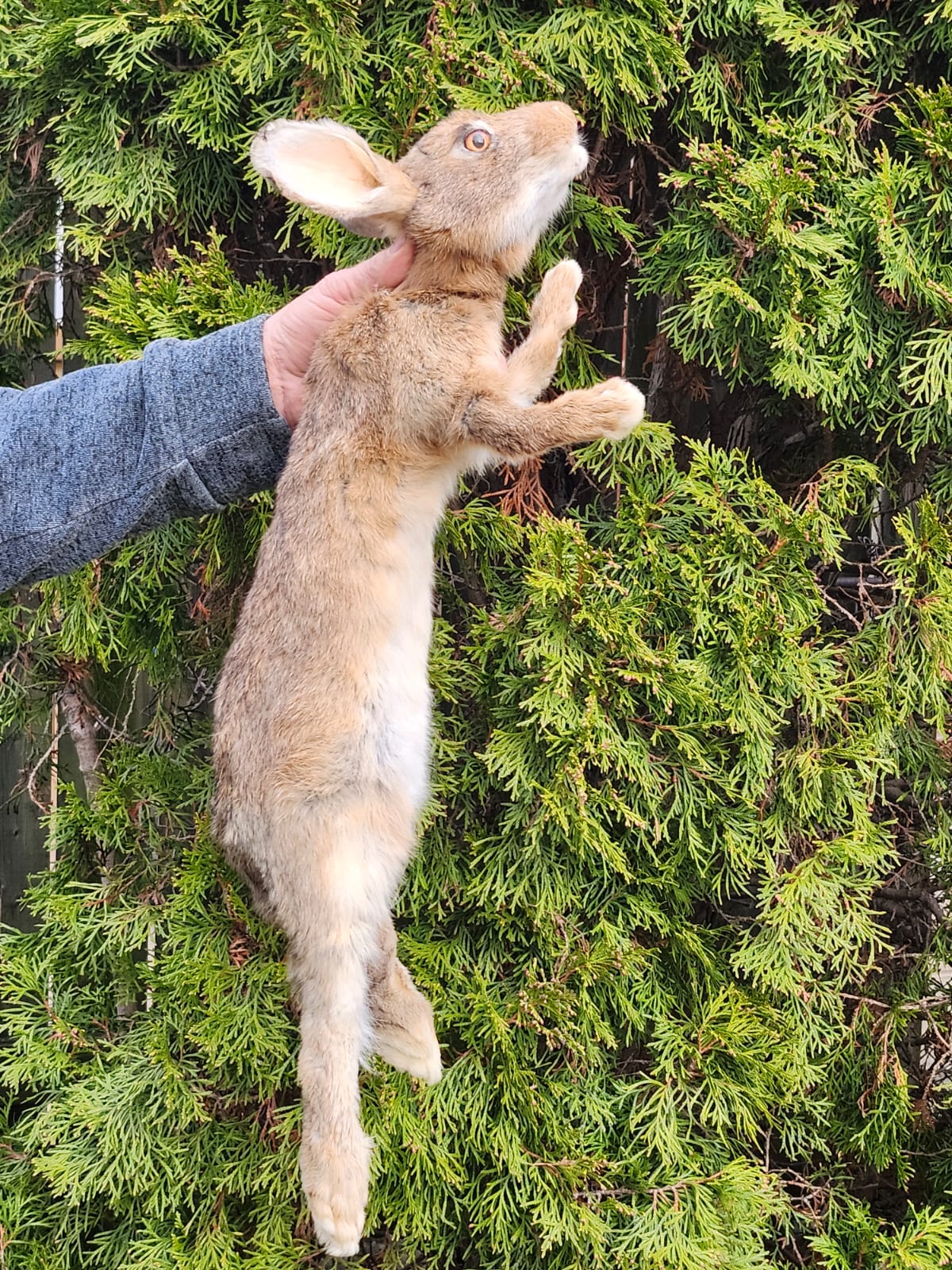 Brown soft mount rabbit taxidermy, floppy soft mount bunny
