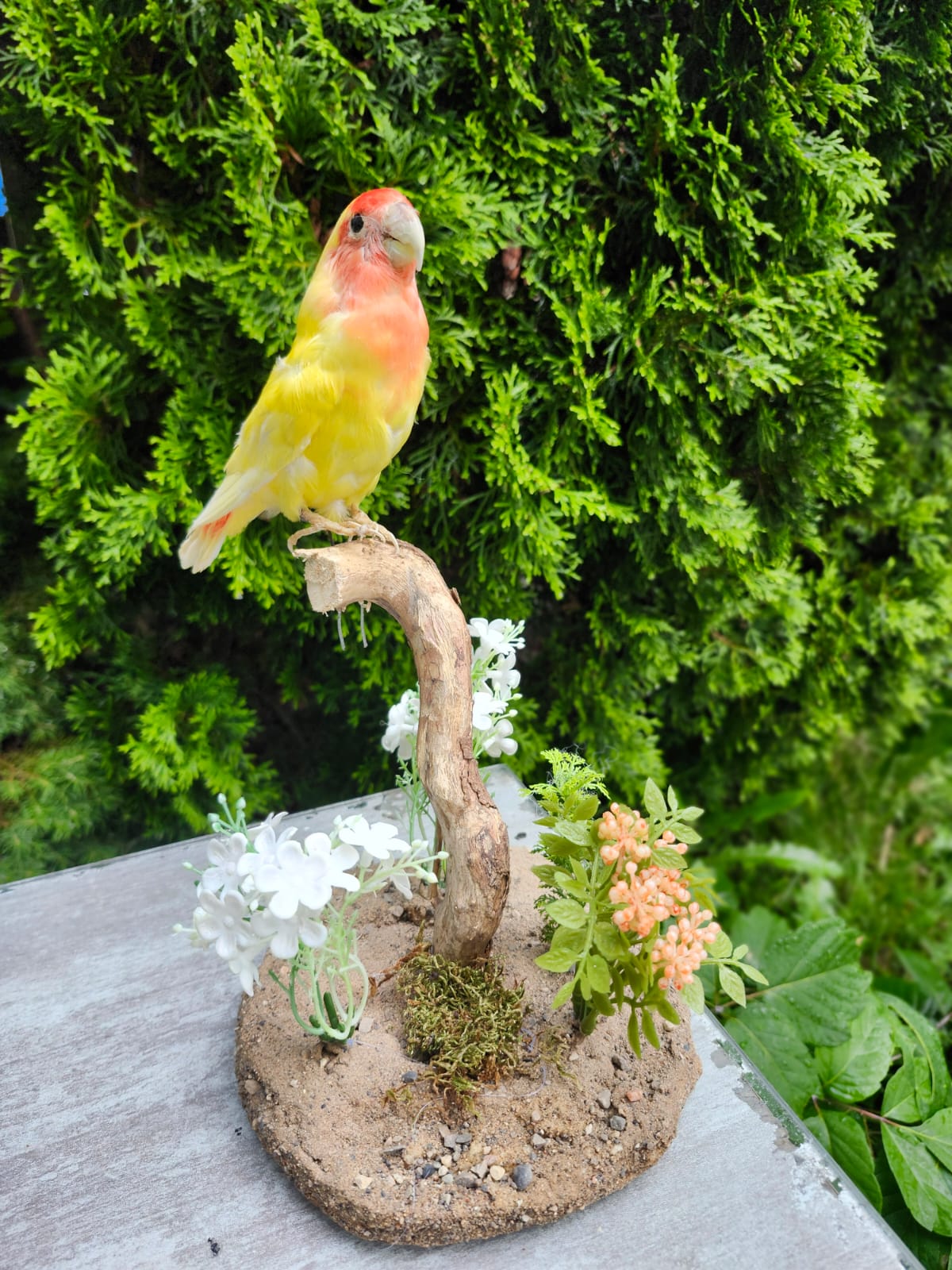 Standing love bird taxidermy