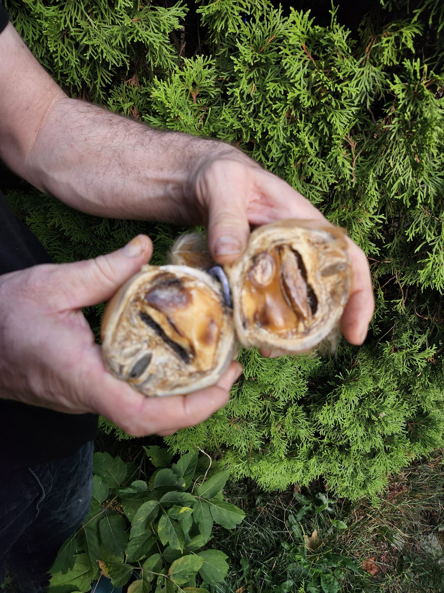 Educational horse hoof taxidermy