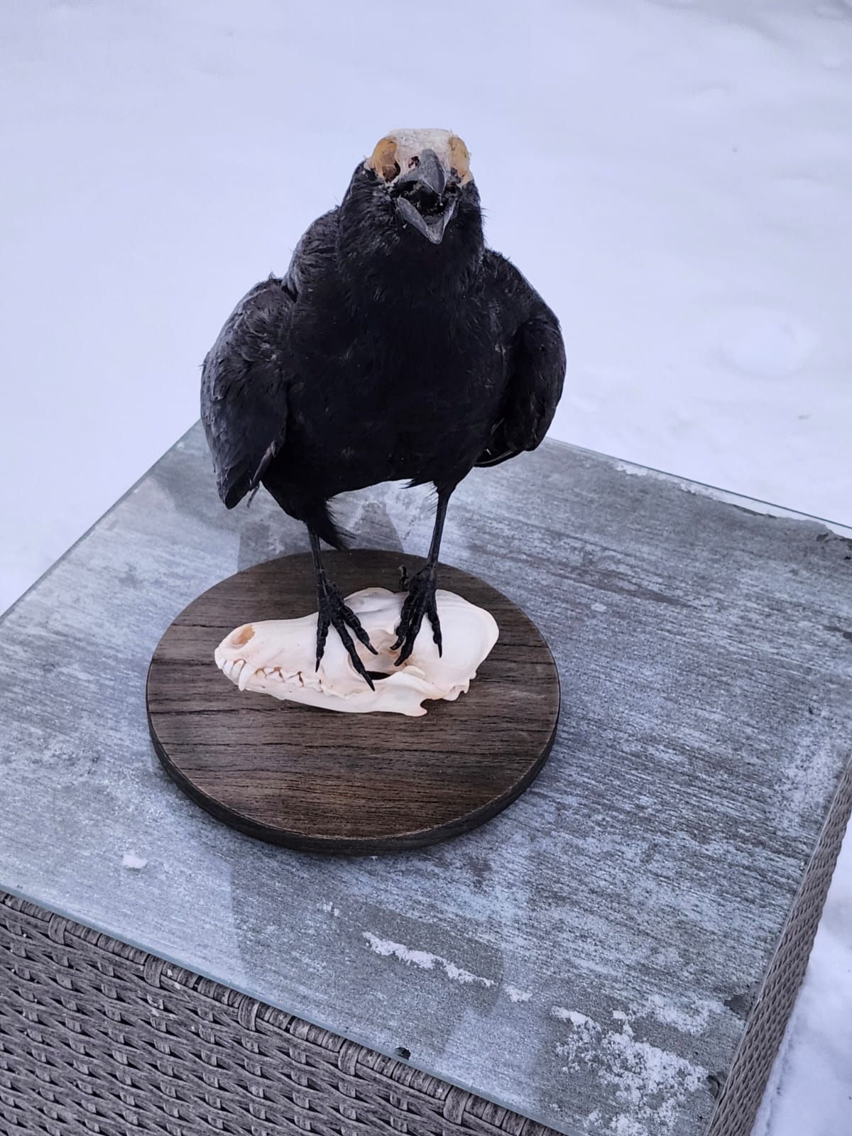 Standing carrion crow taxidermy on a fox skull