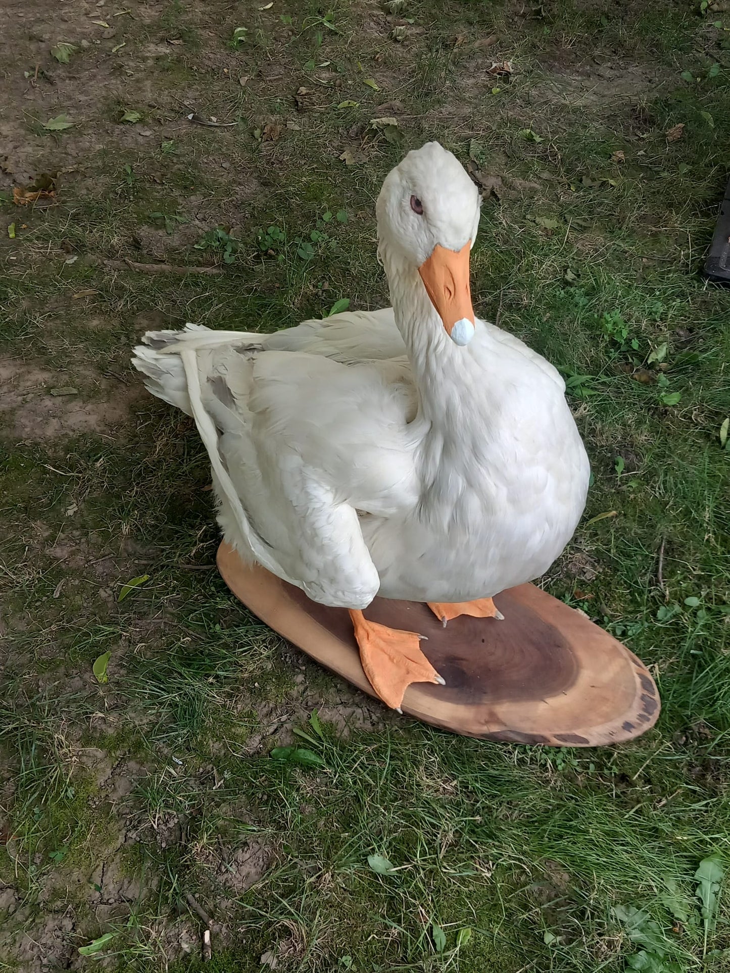 White goose taxidermy