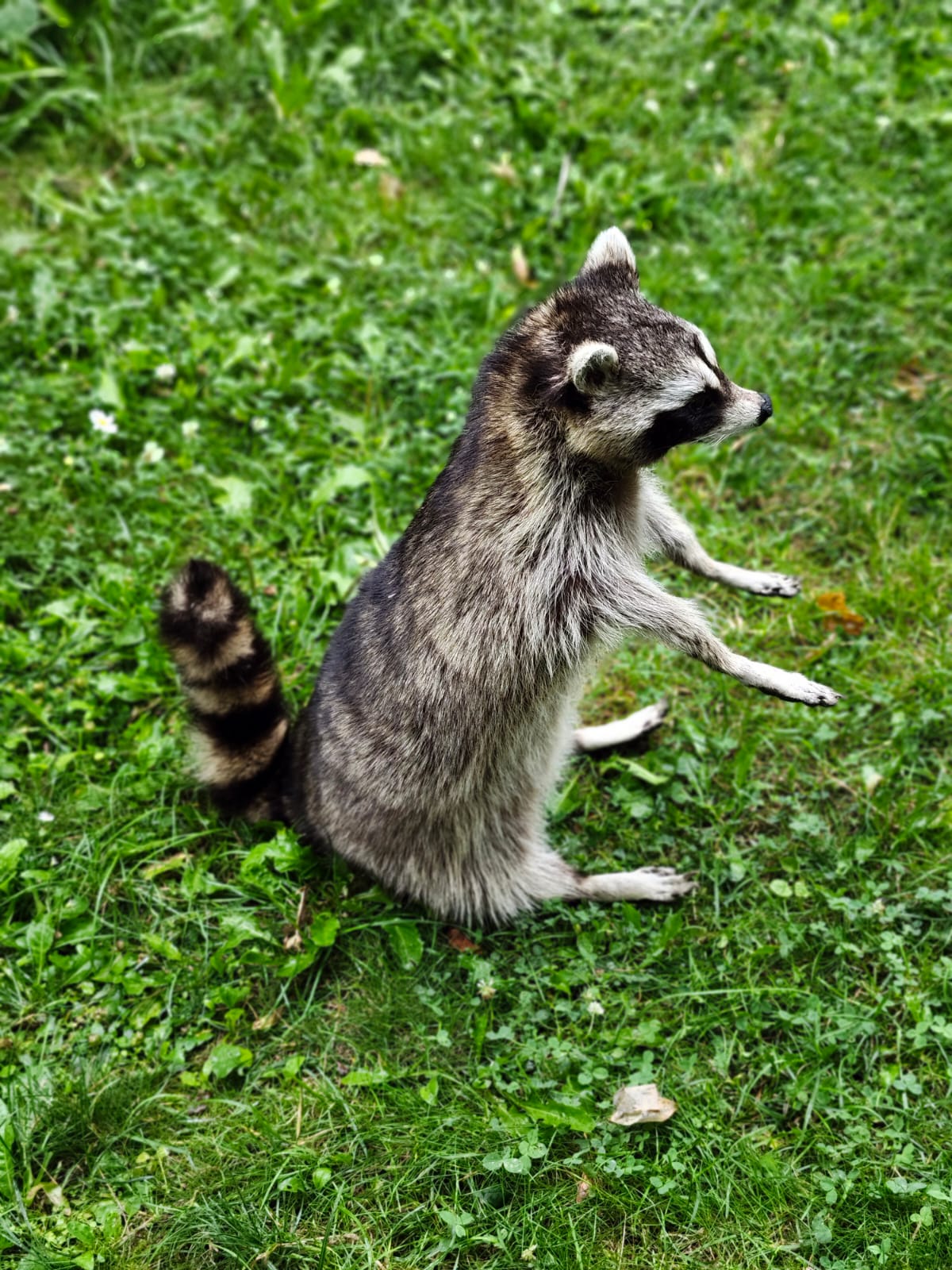 Fully Posable large soft mount raccoon taxidermy
