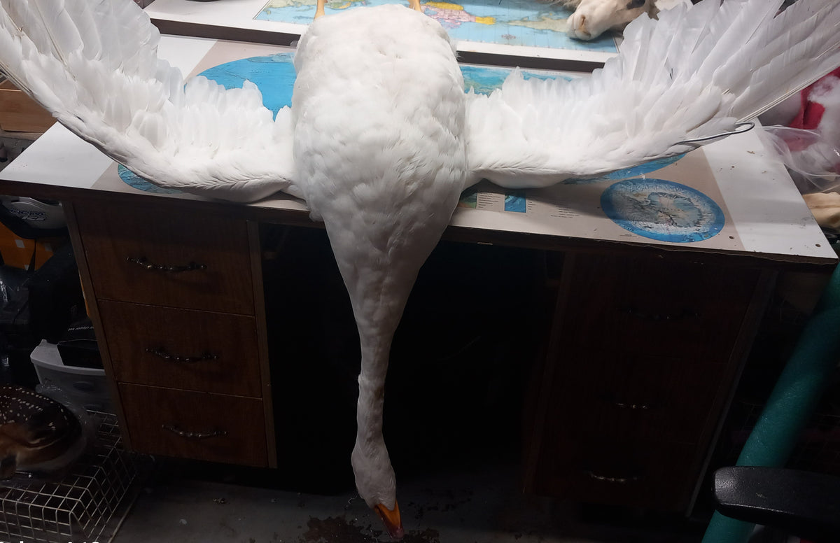 Custom order White goose taxidermy