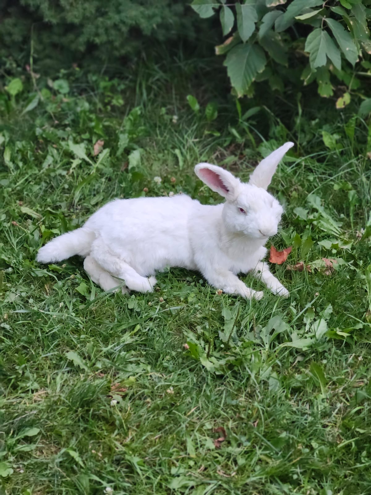 Fully posable XXL soft mount white rabbit taxidermy