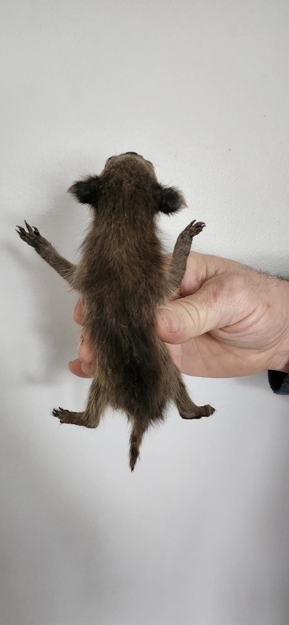 Soft mount baby raccoon taxidermy