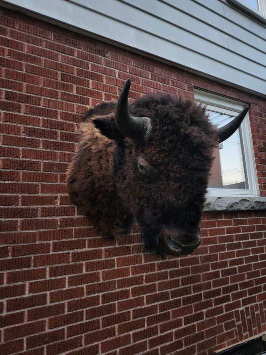Shoulder mount bison/buffalo taxidermy