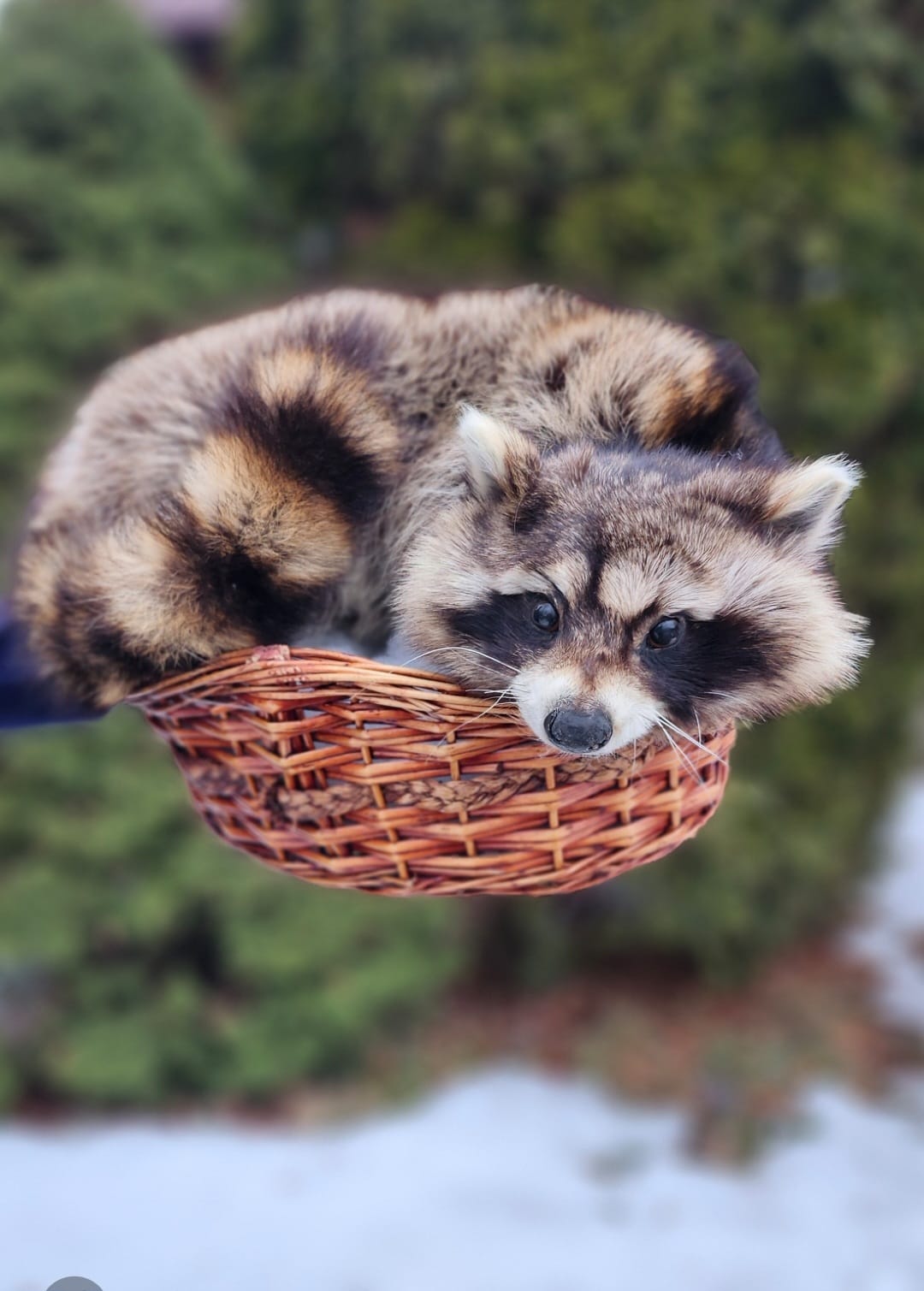 Raccoon taxidermy sitting in a basket