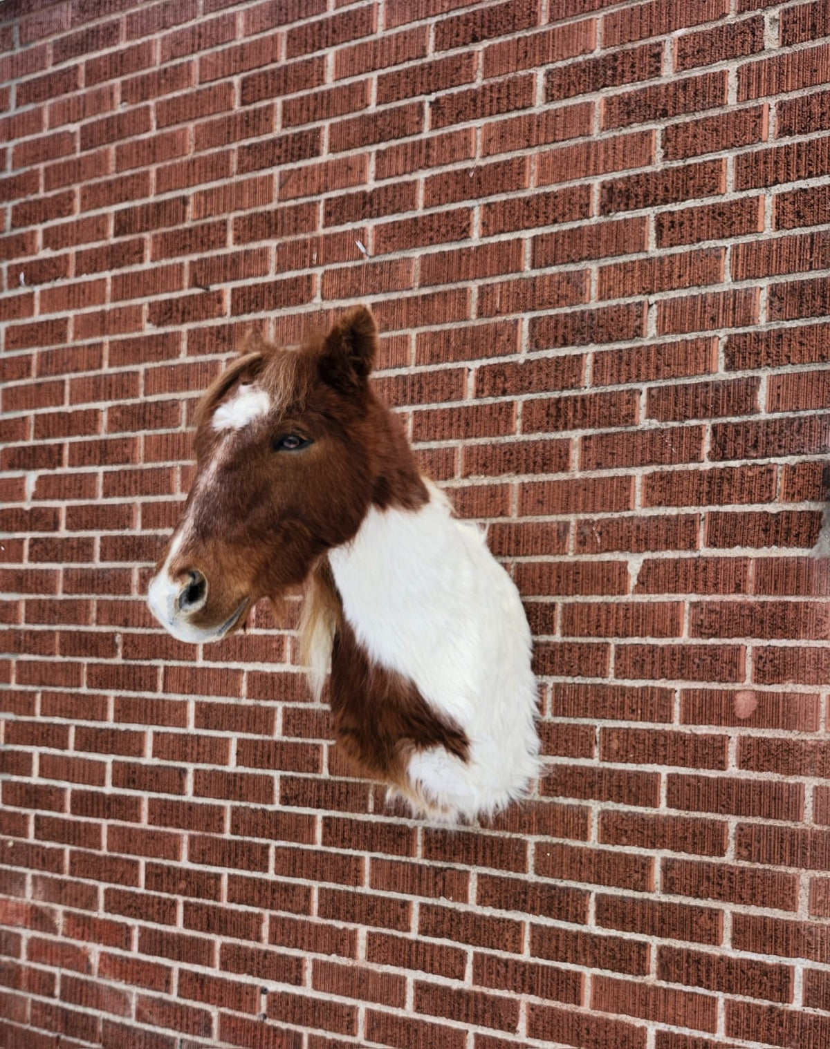 Shoulder mount brown and white horse taxidermy