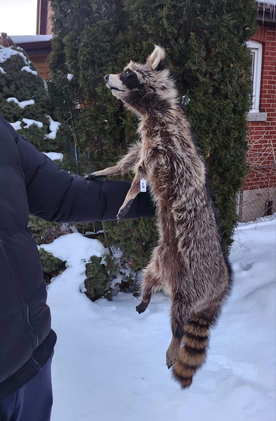 XXL soft mount raccoon taxidermy