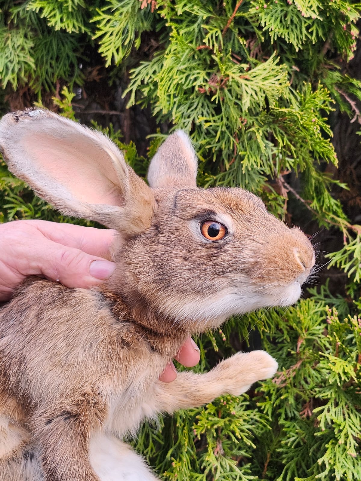 Brown soft mount rabbit taxidermy, floppy soft mount bunny