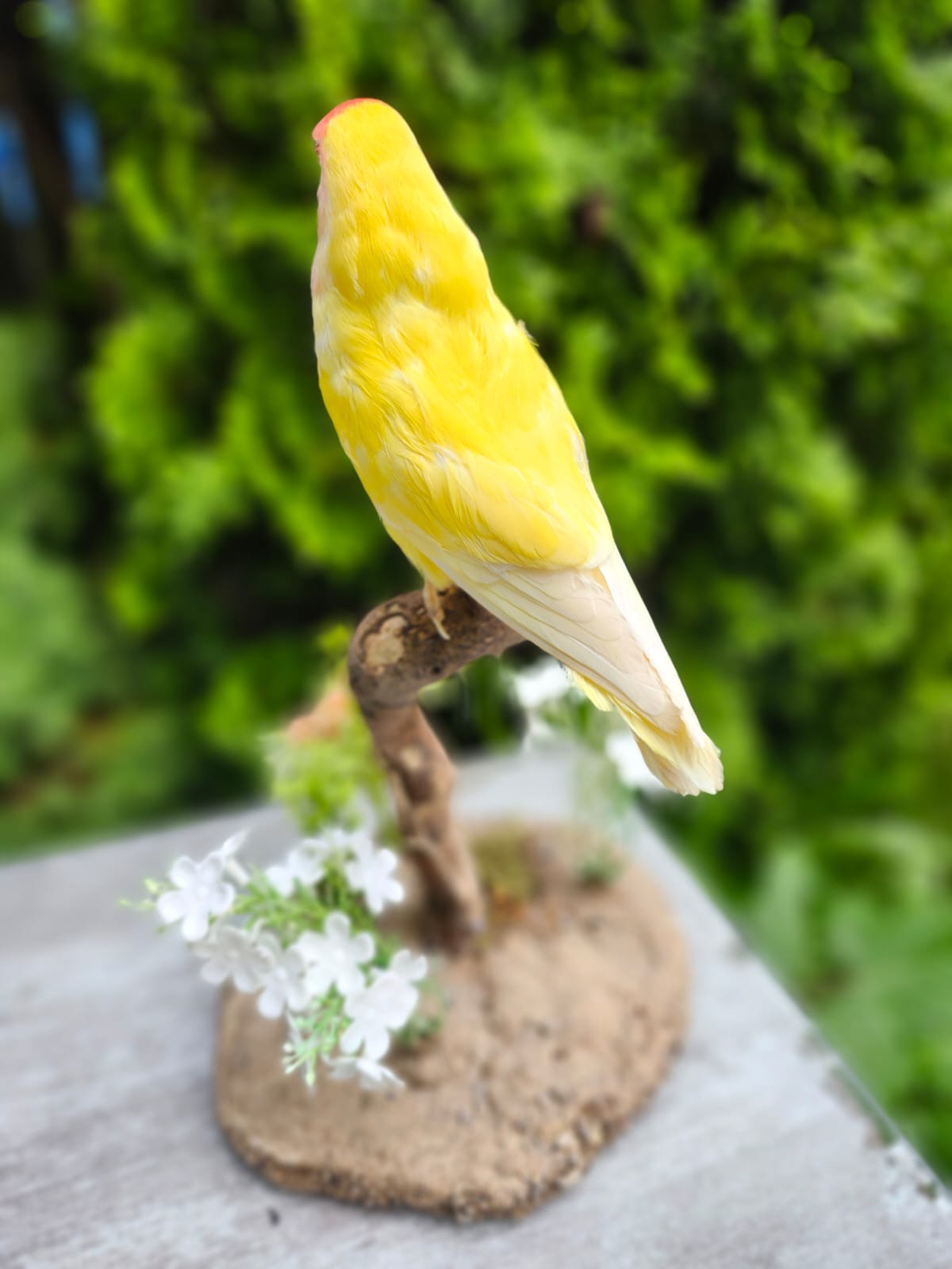 Standing love bird taxidermy