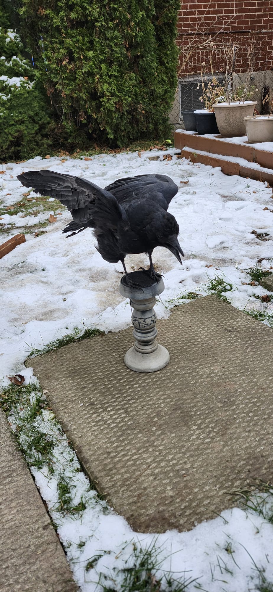 Carrion crow taxidermy