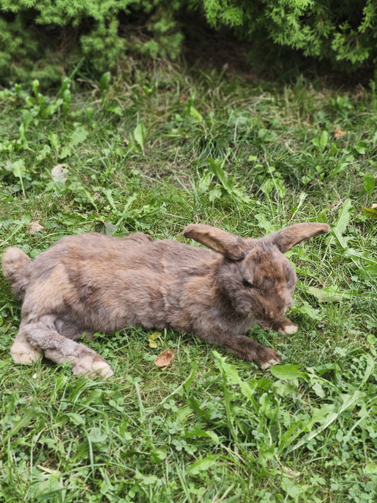 Fully Posable soft mount XXL rabbit taxidermy