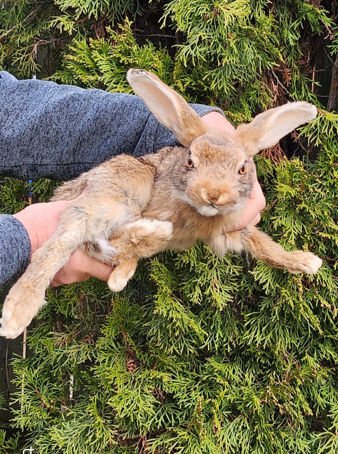 Brown soft mount rabbit taxidermy, floppy soft mount bunny