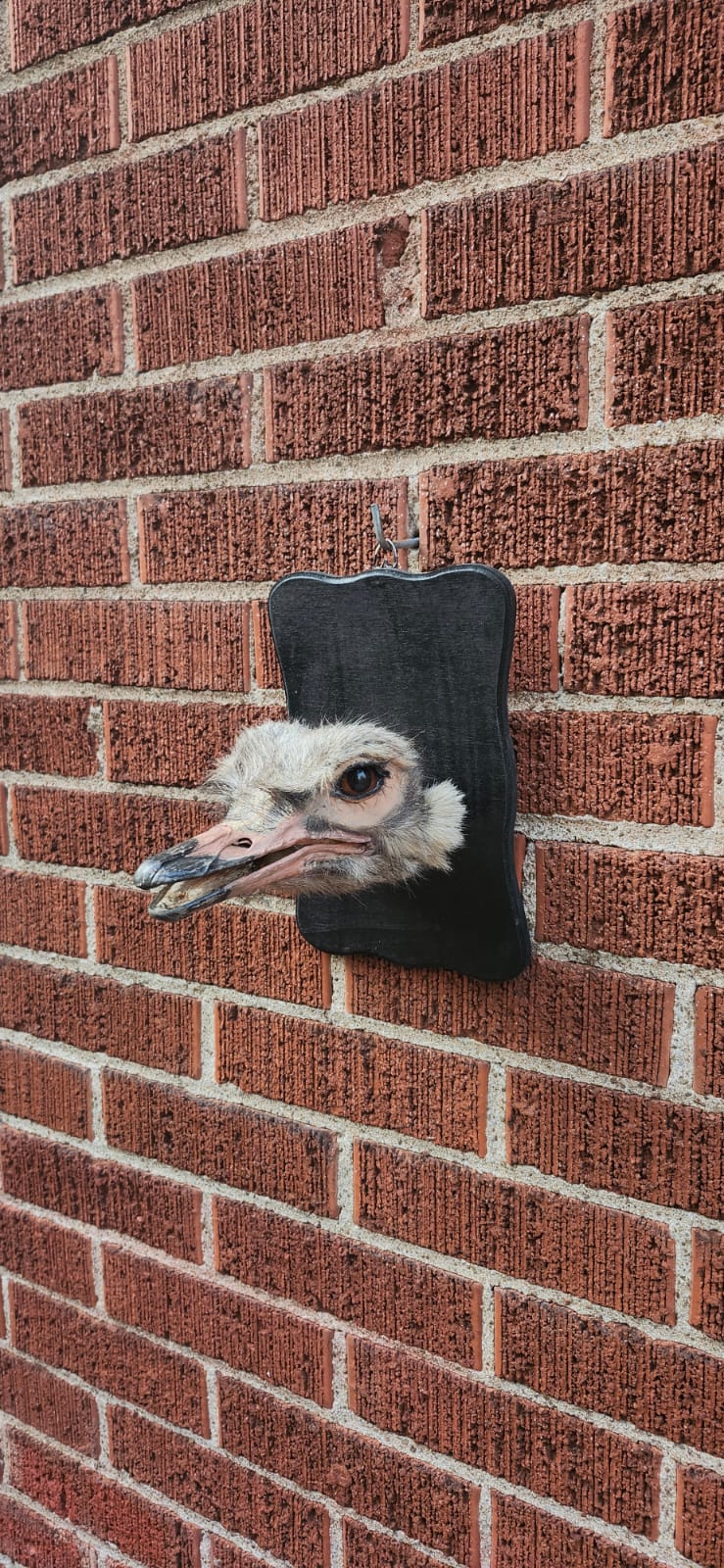 Ostrich head taxidermy