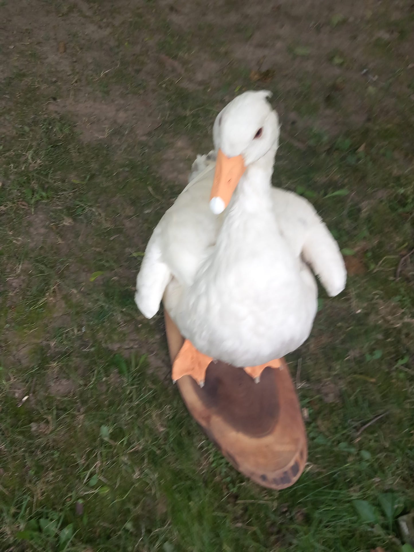 White goose taxidermy