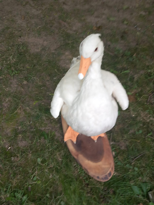 White goose taxidermy