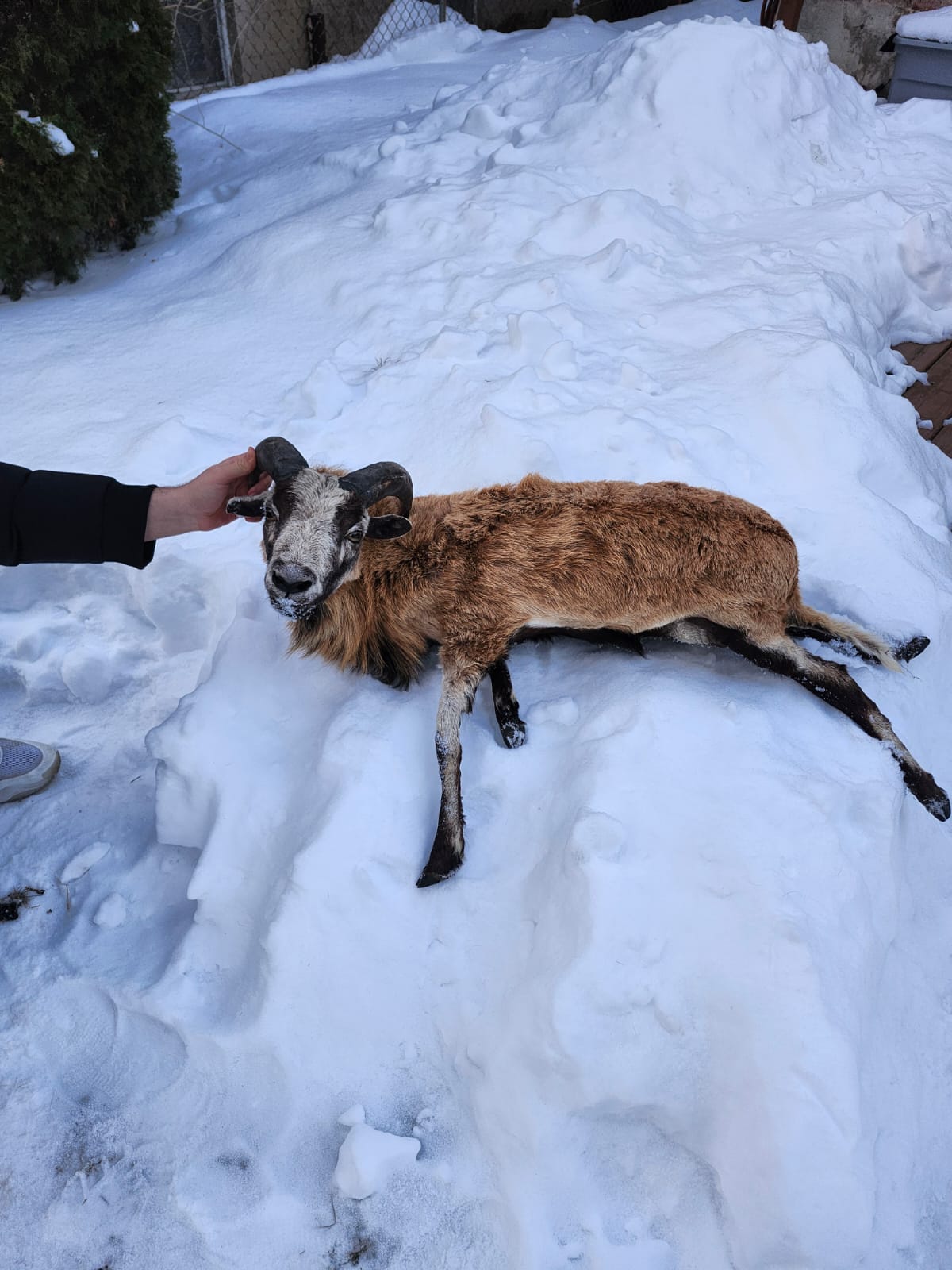 Soft mount blackbelly sheep taxidermy