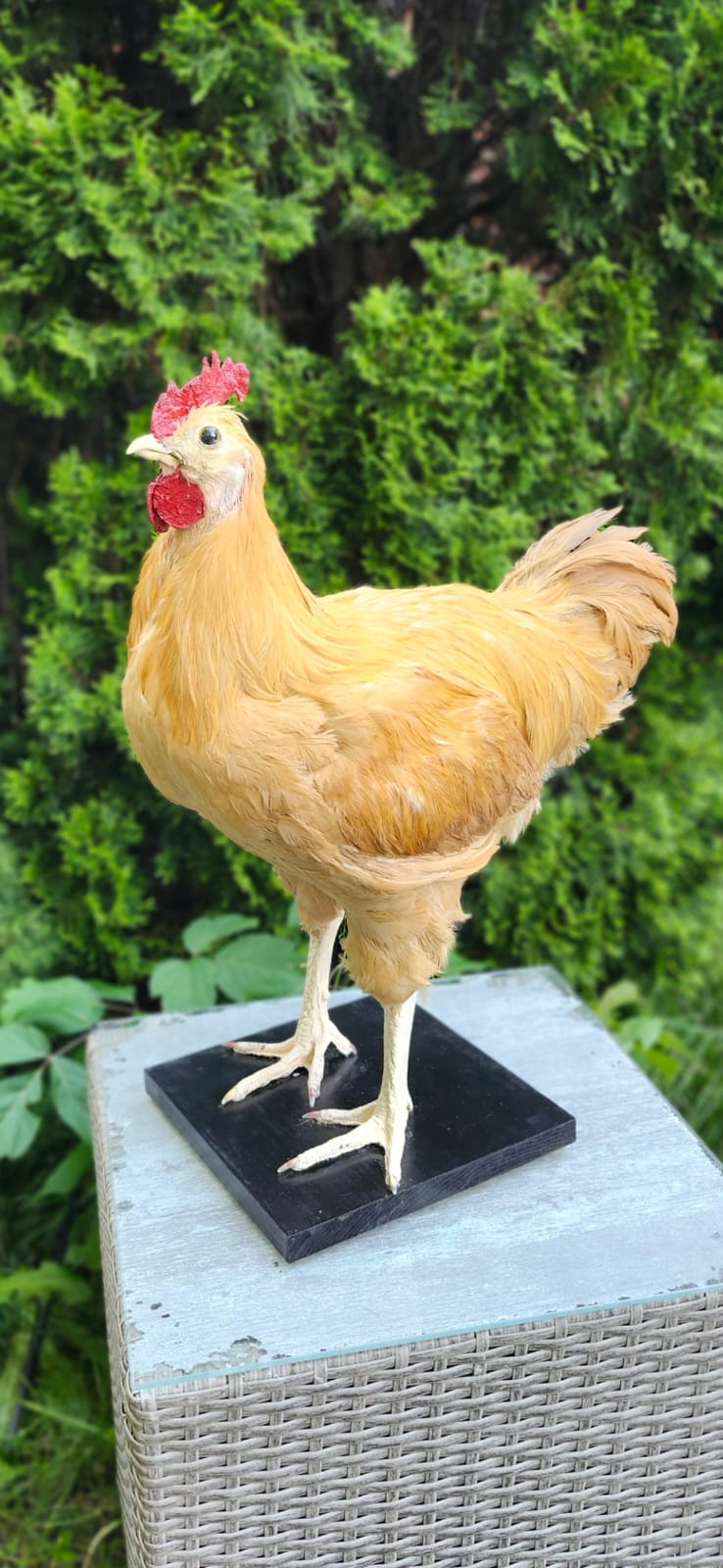 XL nice blond rooster Taxidermy, chicken