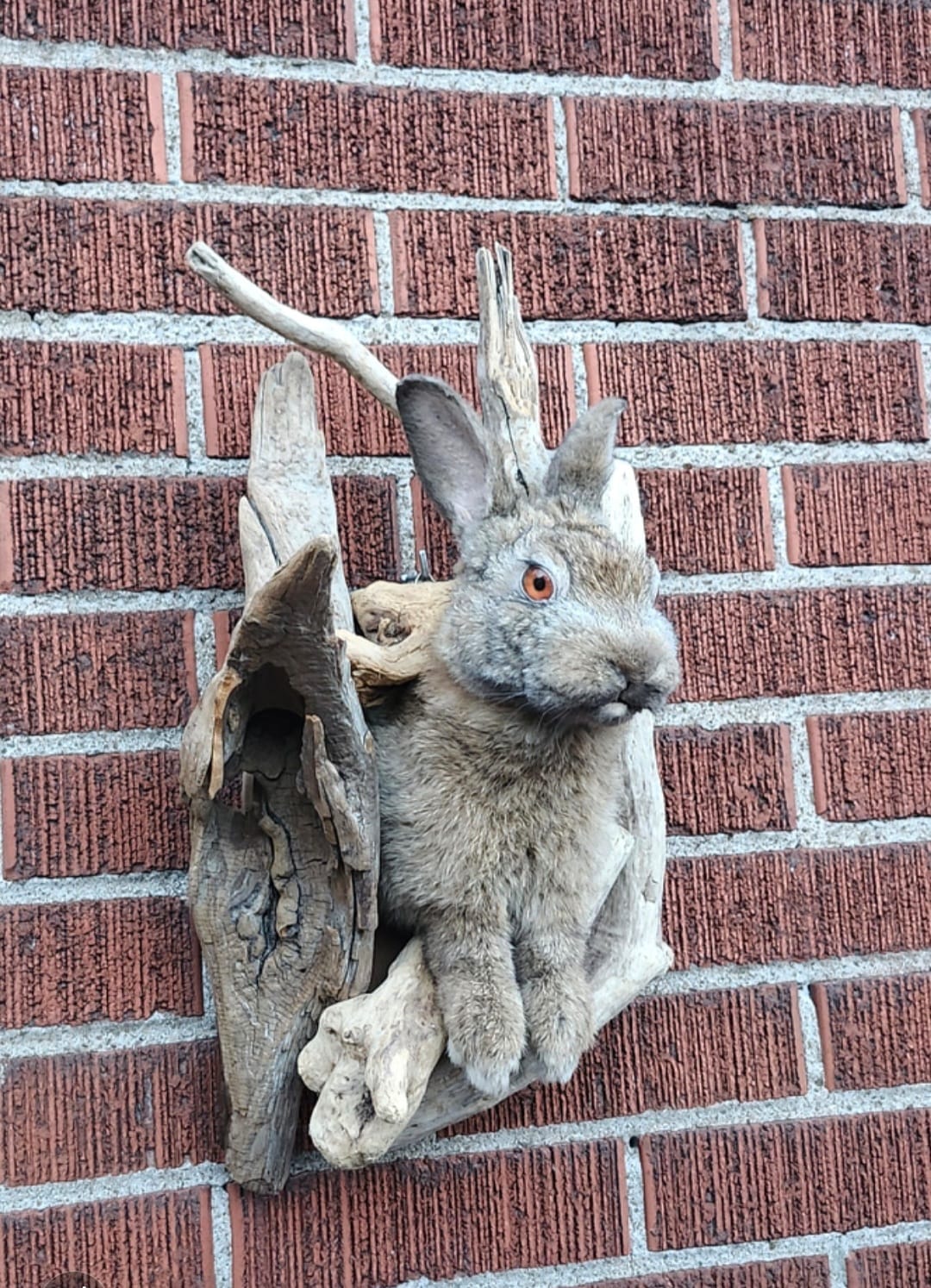 Shoulder mount rabbit / bunny / jackalope taxidermy