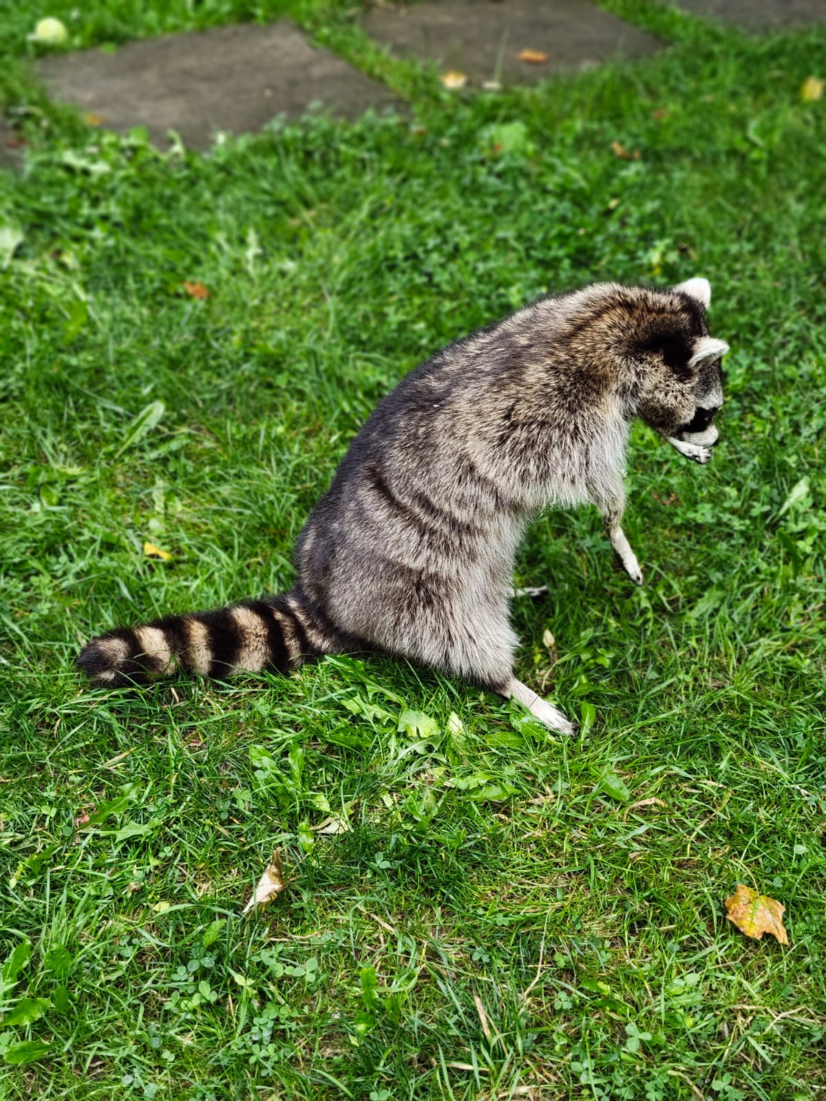 Fully Posable large soft mount raccoon taxidermy
