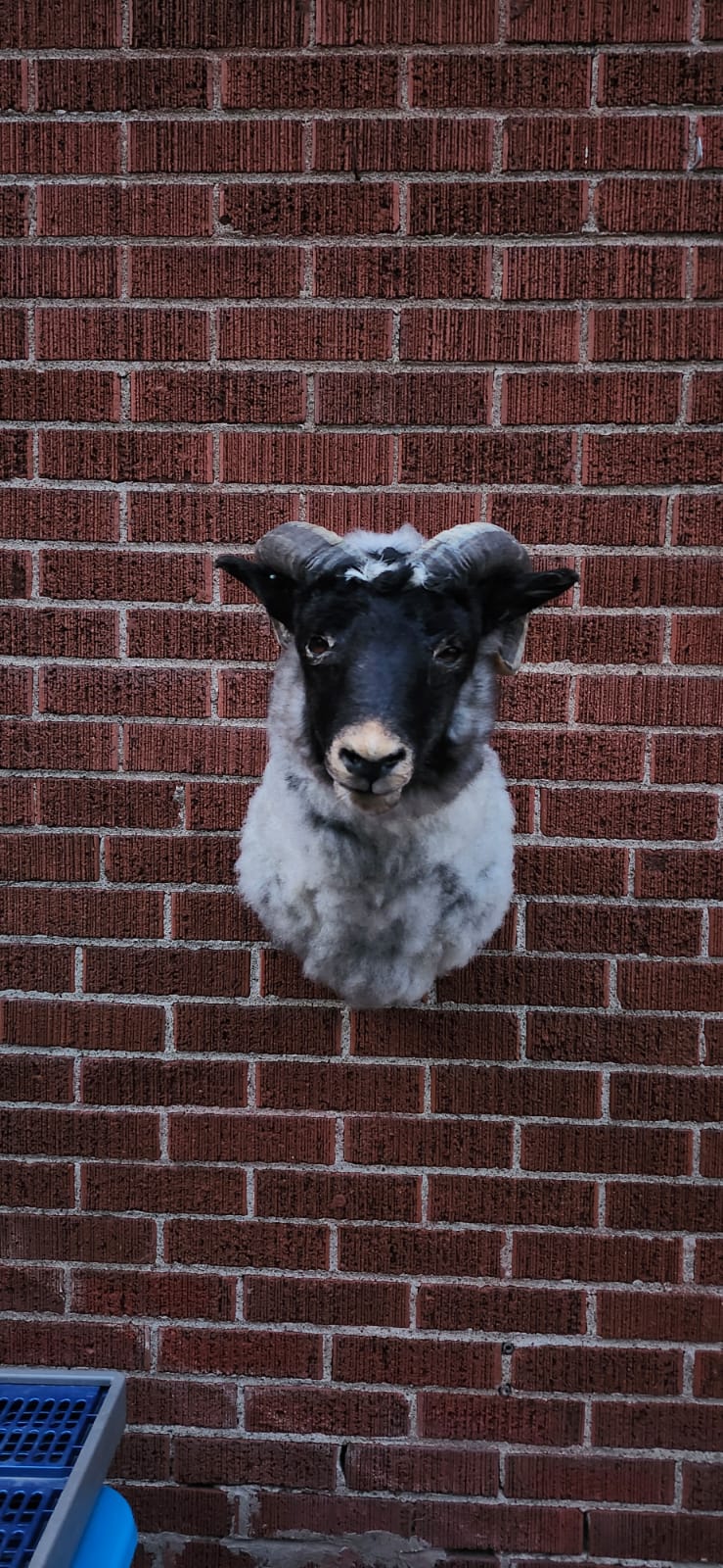 Shoulder mount sheep/ ram taxidermy