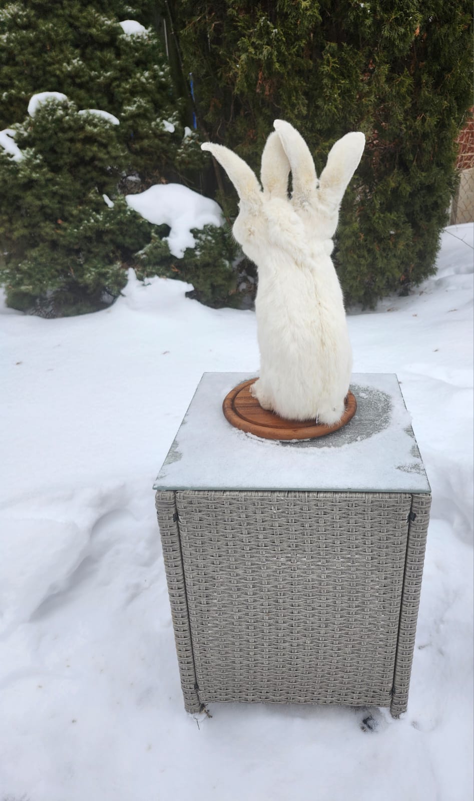 Two headed standing white rabbit taxidermy mythical bunny