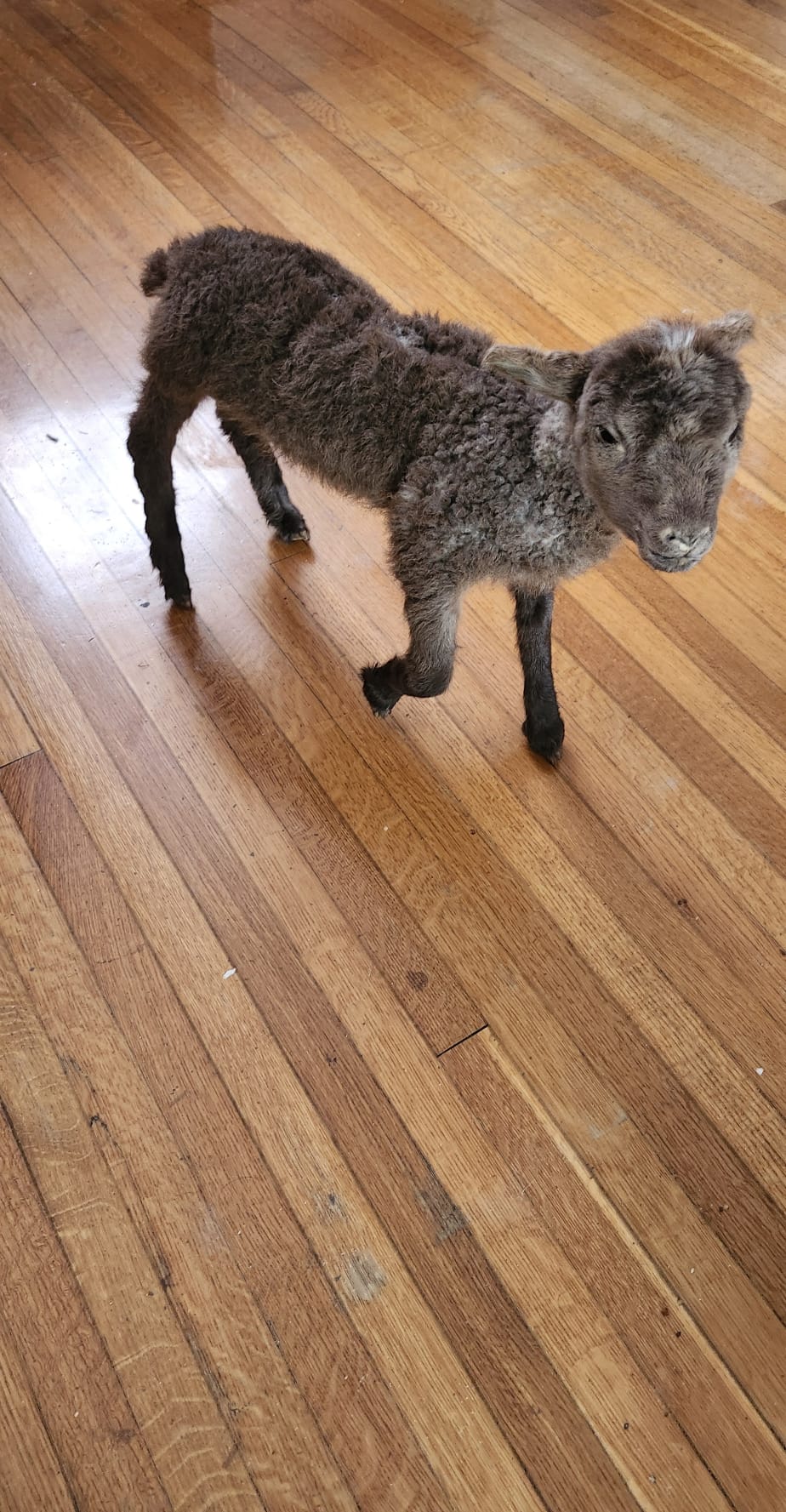 Fully posable soft mount baby lamb / goat / sheep taxidermy