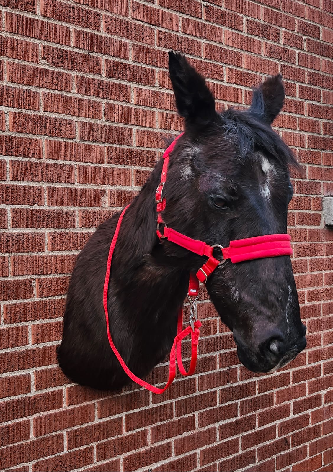 Shoulder mount horse taxidermy