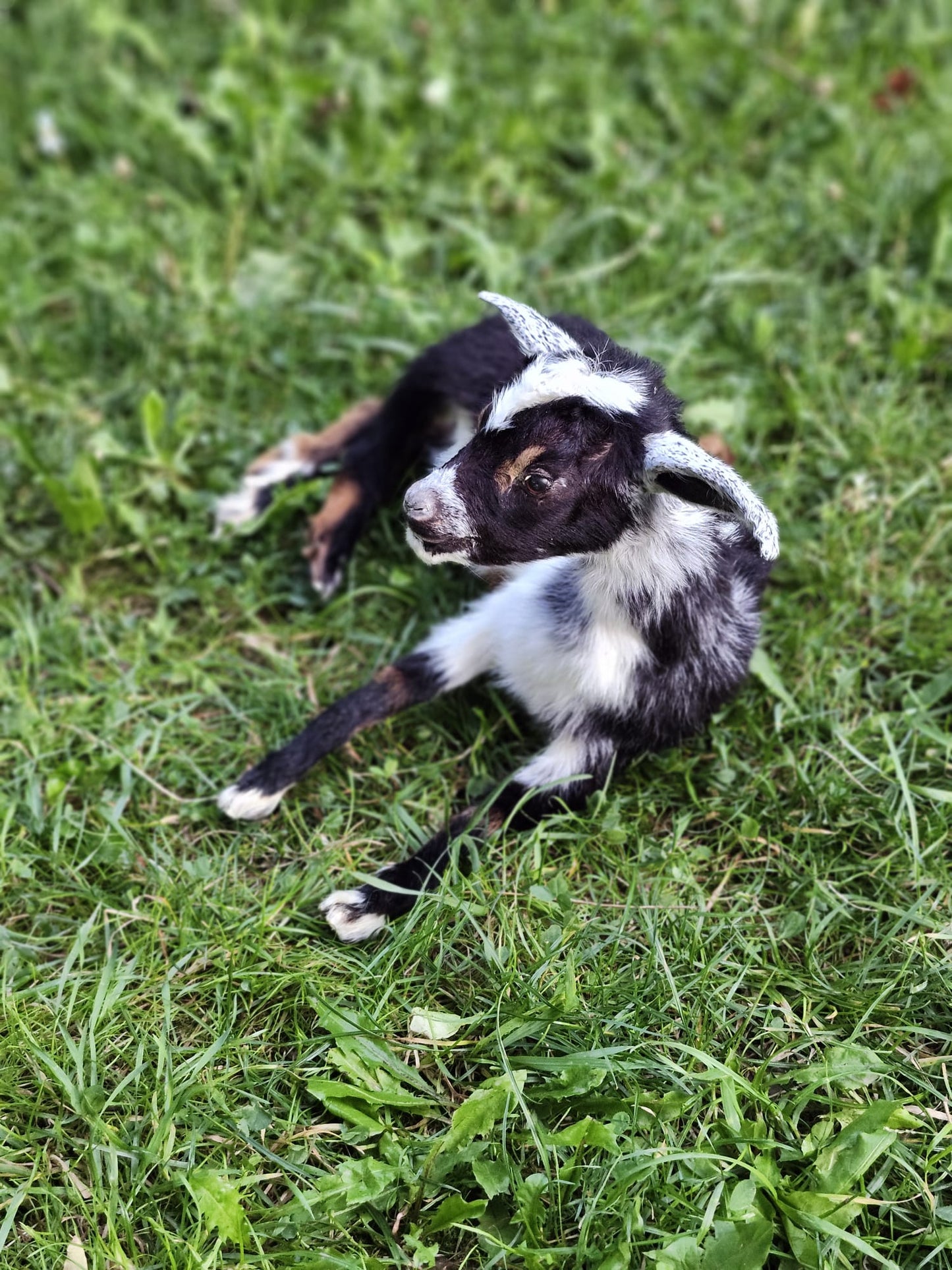 Fully posable soft mount baby goat taxidermy