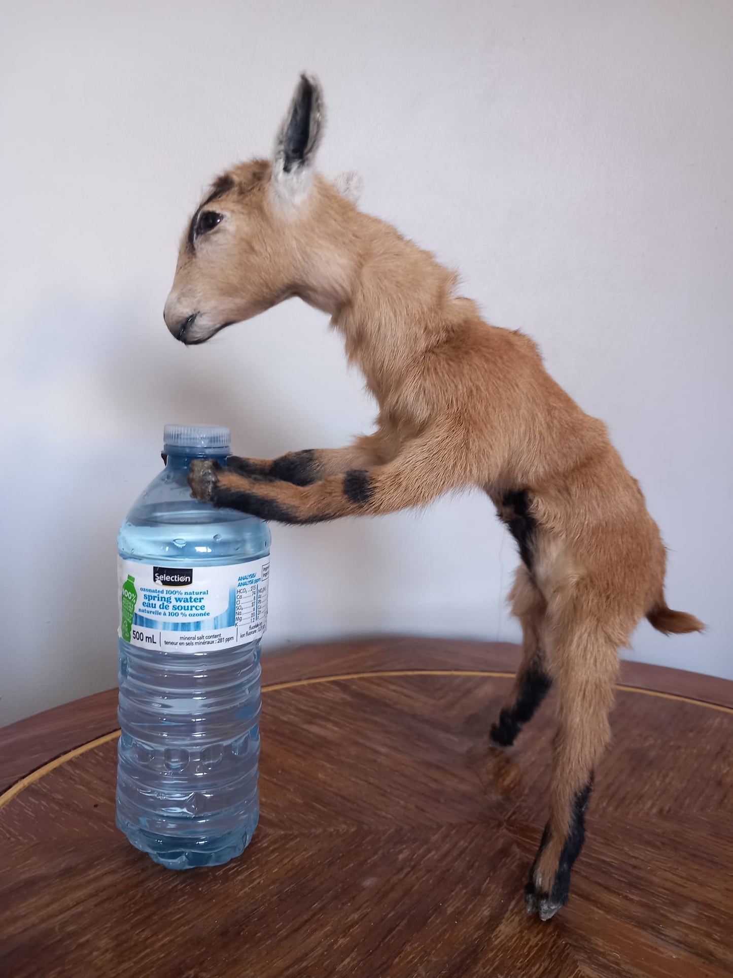 Fully Posable soft mount baby goat taxidermy