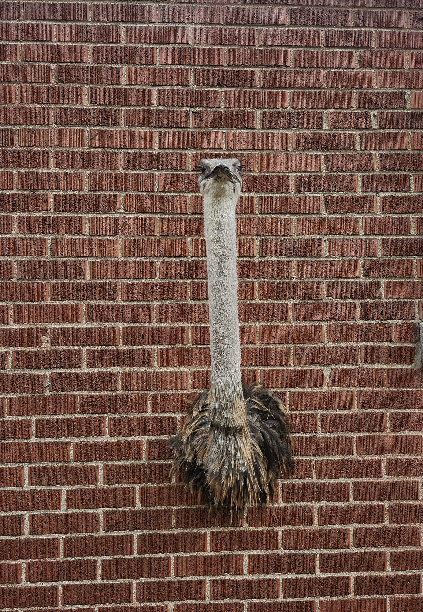 Ostrich taxidermy