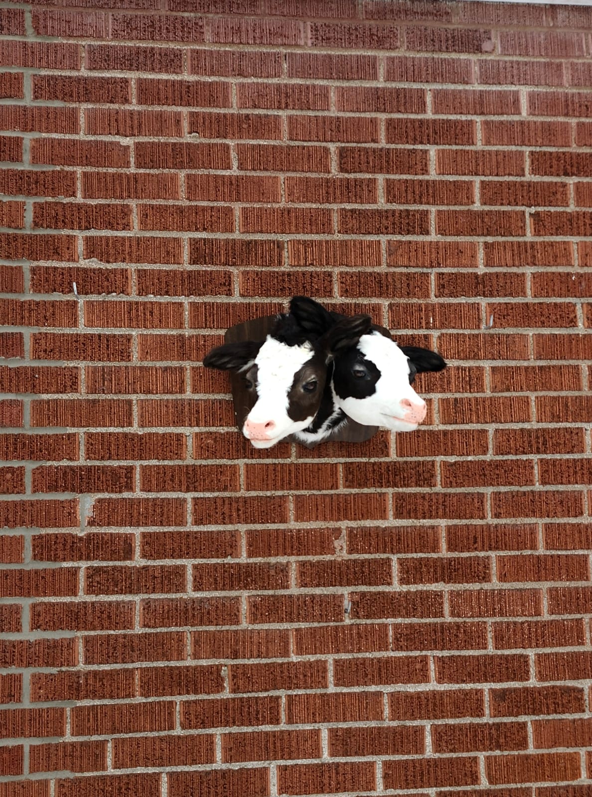 Two headed black and white shoulder mount calf taxidermy
