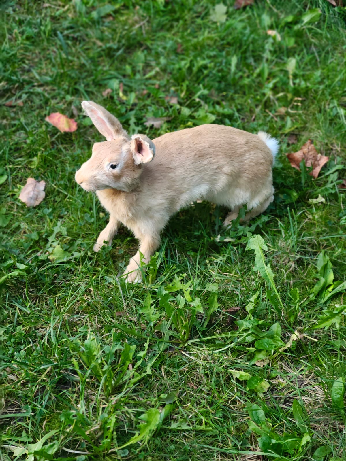Fully posable soft mount brown orang rabbit taxidermy
