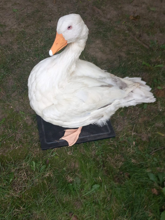 White goose taxidermy