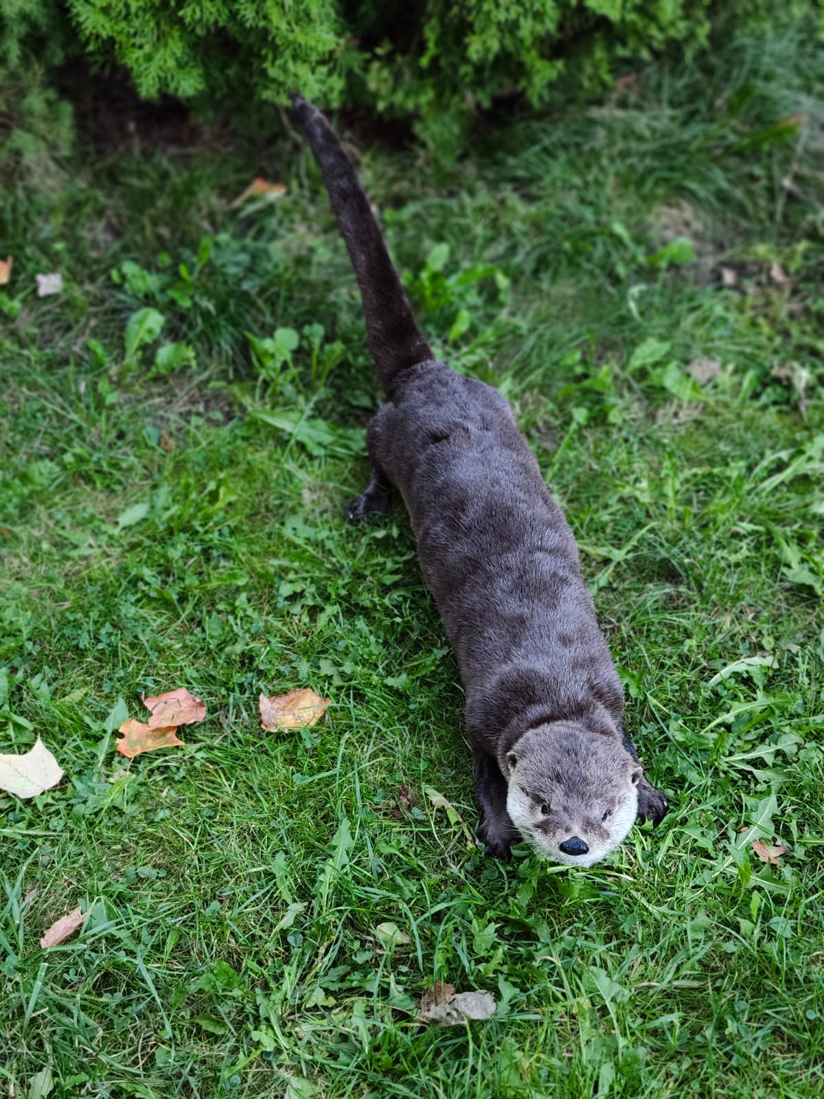 Fully Posable soft mount river otter taxidermy