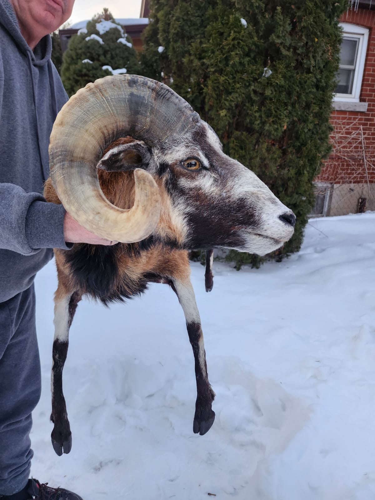 Soft mount blackbelly sheep with large horns
