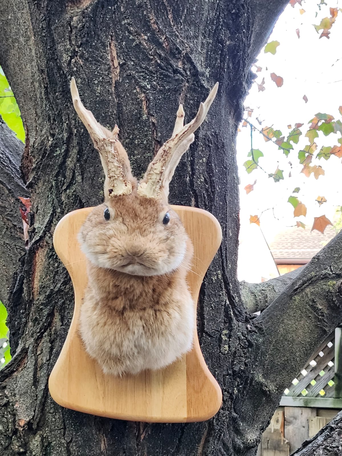 Shoulder mount brown jackalope taxidermy